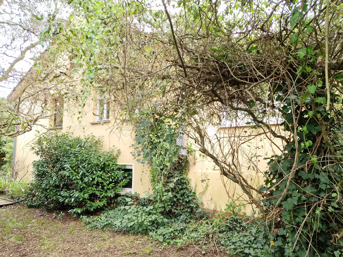 Bewachsene Seitenansicht des Hauses mit Untergeschossfenster